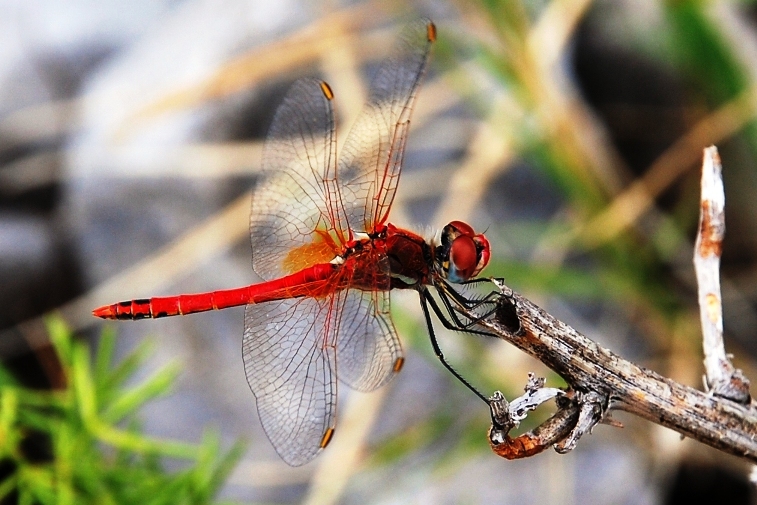 da identificare - Sympetrum sp. ? - Sympetrum fonscolombii